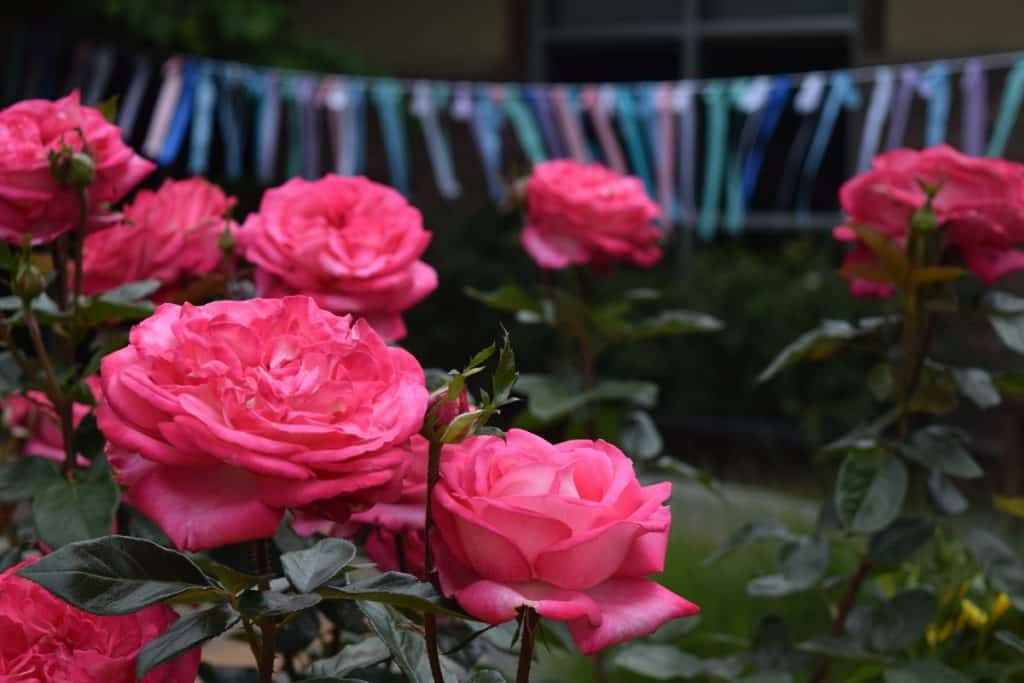 Roses and ribbons at the Annual memorial Service