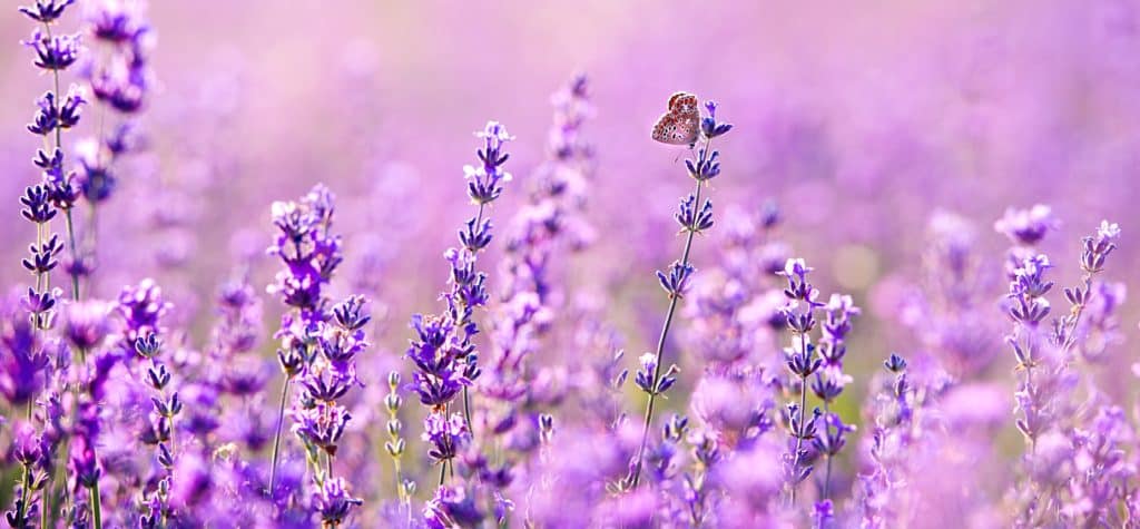 lavendar_Ed_295134047