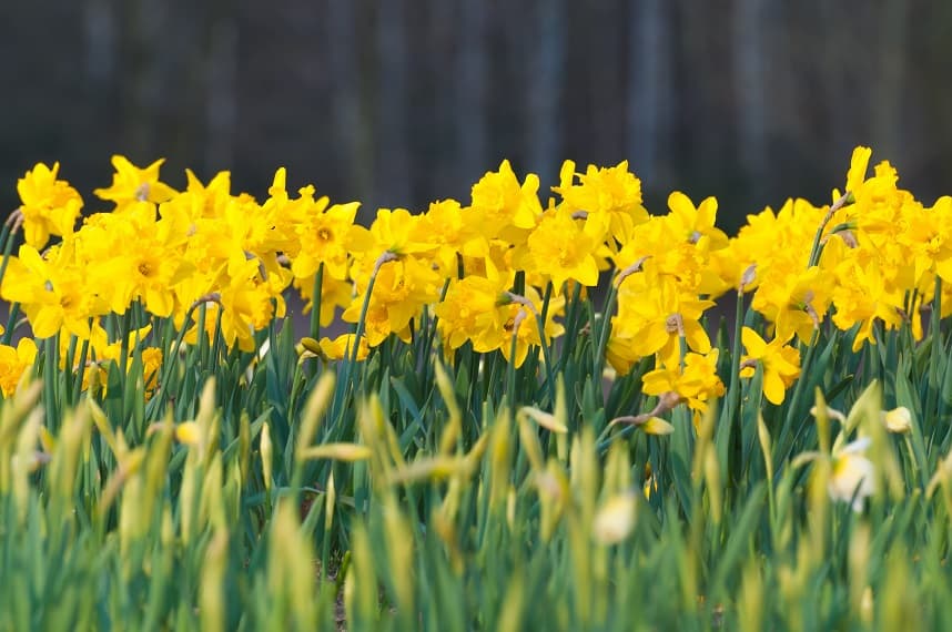 daffodills_Ed_565428970