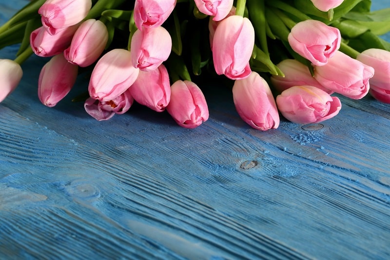 pink_tulips_ed_776384278