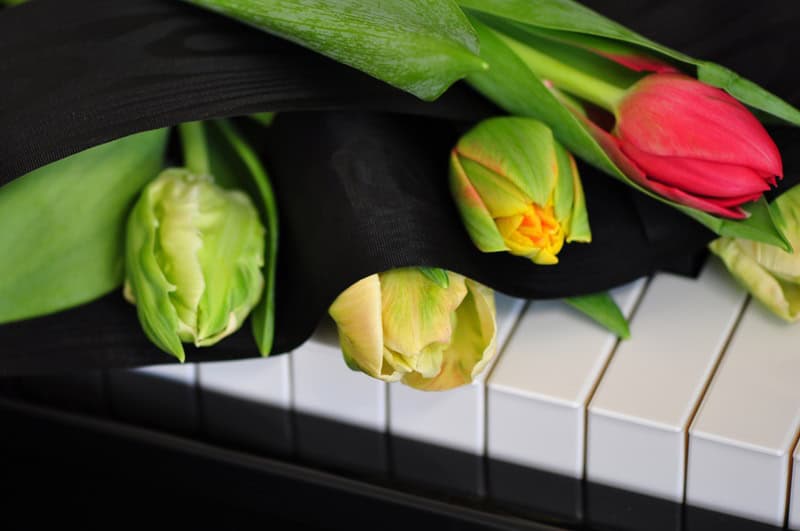 Tulips resting on a piano keyboard with a black cloth draped over the keys.