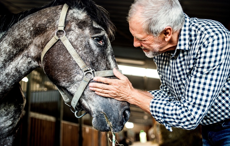 Older man in a blue checkered shirt gently holding a horse's muzzle in a stable, with the horse wearing a halter.