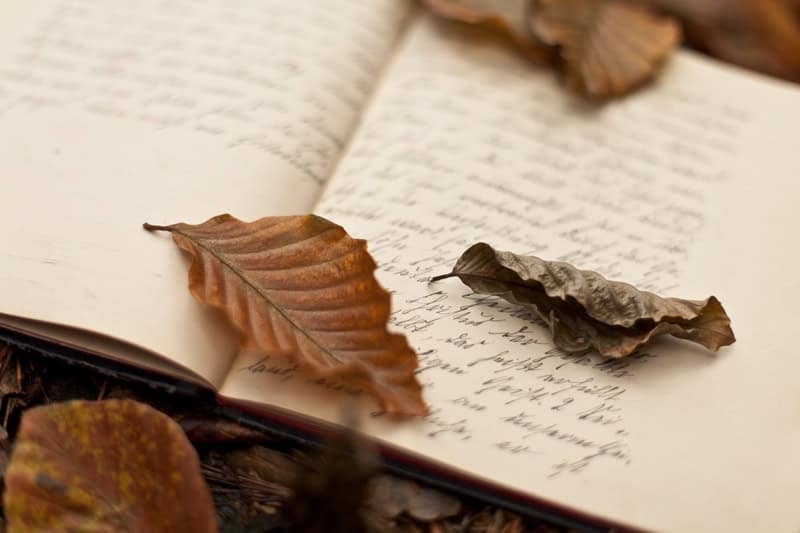 Tagebuch im Wald